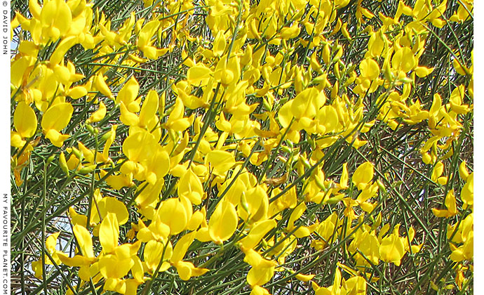 Yellow spring flowers in Stageira, Halkidiki, Macedonia, Greece at My Favourite Planet