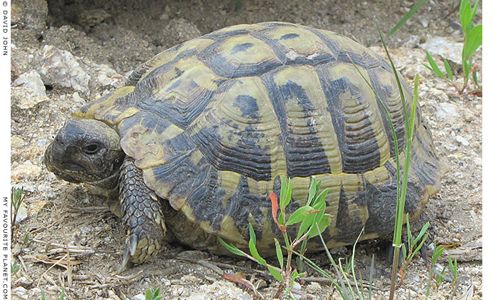 A Greek tortoise (Testudo graeca) in Ancient Stageira, Halkidiki, Macedonia, Greece at My Favourite Planet