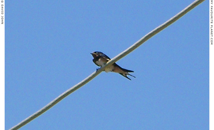 A swallow takes a break in Pythagorio, Samos, Greece at My Favourite Planet