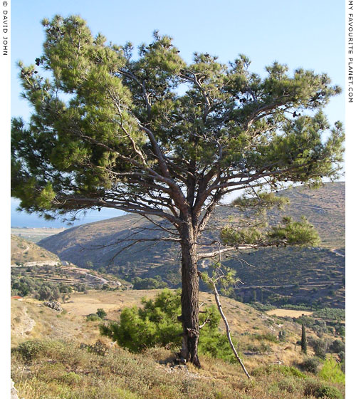 A windswept tree in Chora, Samos, Greece at My Favourite Planet