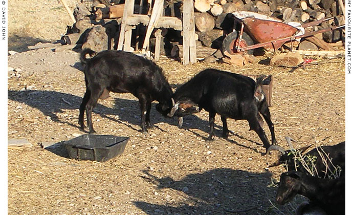 Two goats fighting in a farmyard, Chora, Samos, Greece at My Favourite Planet