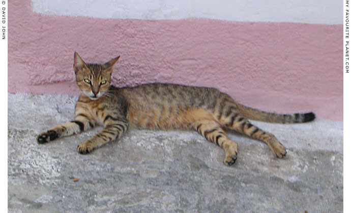Nonchalant cat in Samos, Greece at My Favourite Planet