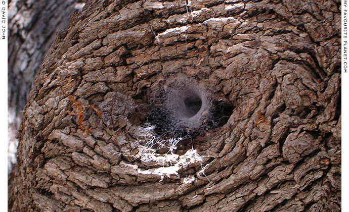 A spider web growing in the hollow of a tree, at the Ancient Theatre, Pythagorio, Samos, Greece at My Favourite Planet
