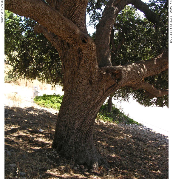 A massive old tree at the Ancient Theatre, Pythagorio, Samos, Greece at My Favourite Planet