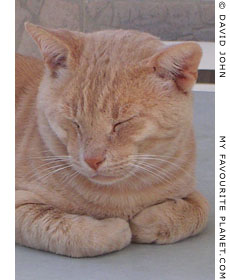 Kokkari cat at My Favourite Planet Kokkari cat at My Favourite Planet