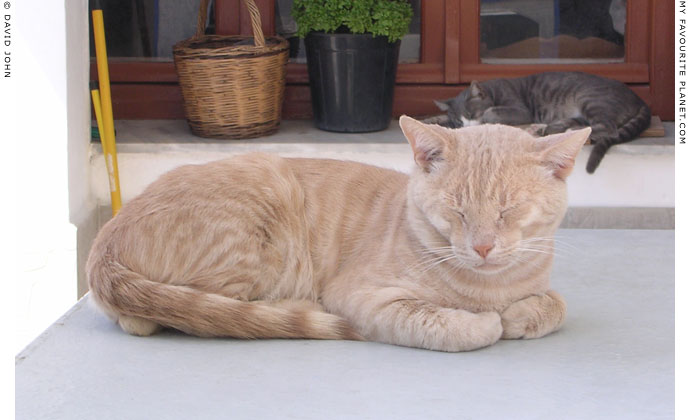 Sleeping cats in Kokkari, Samos, Greece at My Favourite Planet