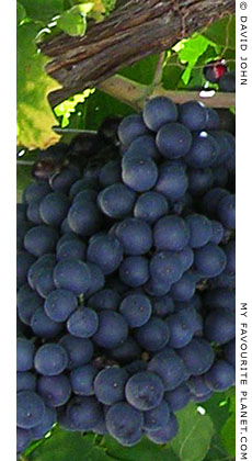 Samian grapes, Kokkari, Greece at My Favourite Planet