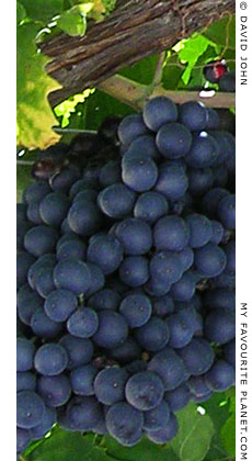 Samian grapes, Kokkari, Greece at My Favourite Planet Samian grapes, Kokkari, Greece at My Favourite Planet