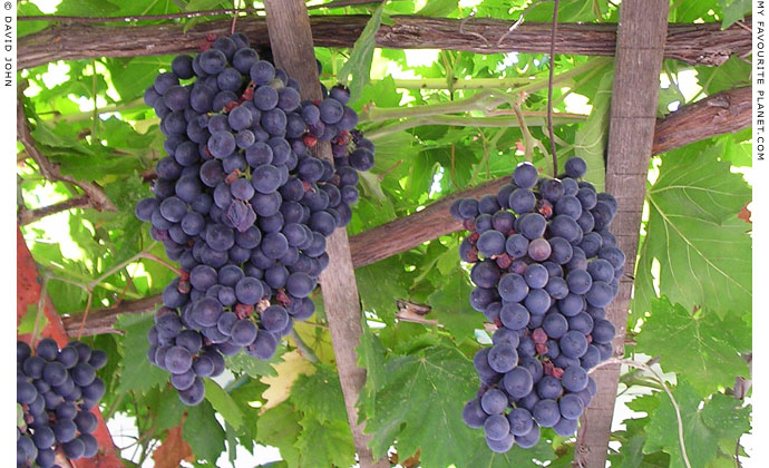 Grapes growing over the doorway of a house in Kokkari, Samos, Greece at My Favourite Planet