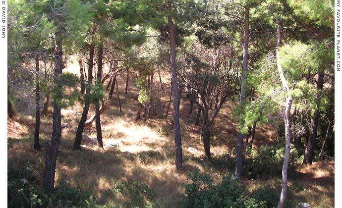 Pythagorio woods, Samos, Greece at My Favourite Planet