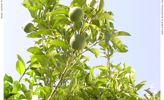 Orange tree, Pythagorio, Samos, Greece at My Favourite Planet