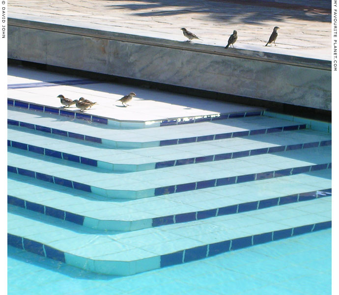 Sparrows at the swimming pool in Pythagorio, Samos, Greece at My Favourite Planet