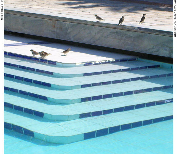 Sparrows at the swimming pool in Pythagorio, Samos, Greece at My Favourite Planet Sparrows at the swimming pool in Pythagorio, Samos, Greece at My Favourite Planet