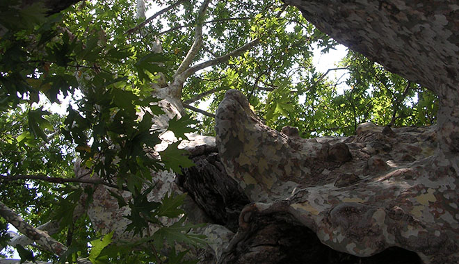 An ancient plane tree in Chora, Samothraki island, Greece at My Favourite Planet An ancient plane tree in Chora, Samothraki island, Greece at My Favourite Planet