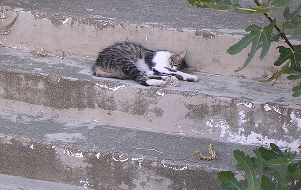 Sleeping cat in Chora village, Samothraki island, Greece at My Favourite Planet Sleeping cat in Chora village, Samothraki island, Greece at My Favourite Planet