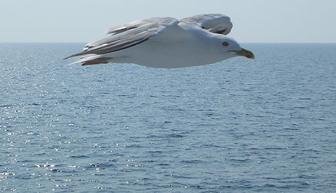 A seagull flies over the Thracian Sea near Samothraki island, Greece at My Favourite Planet A seagull flies over the Thracian Sea near Samothraki island, Greece at My Favourite Planet