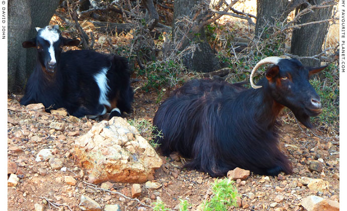 Goats sitting in the shade on the slopes of Mount Saos, Samothraki, Greece at My Favourite Planet