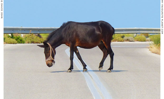 Mule crossing the road on Samothraki, Greece at My Favourite Planet Mule crossing the road on Samothraki, Greece at My Favourite Planet