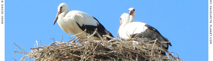 A stork family in their nest in the centre of Soufli, Thrace, Greece at My Favourite Planet