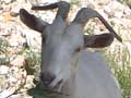 Macedonian goat, Stavros, Macedonia, Greece at My Favourite Planet
