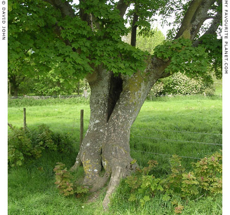 Sycamore tree near Swallowhead Springs, Avebury, Wiltshire at My Favourite Planet Sycamore tree near Swallowhead Springs, Avebury, Wiltshire at My Favourite Planet