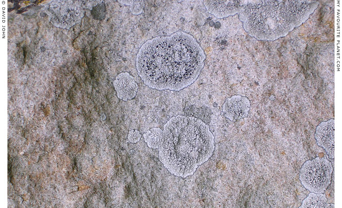 Lichen on one of the standing stones of West Kennet Avenue, Wiltshire at My Favourite Planet Lichen on one of the standing stones of West Kennet Avenue, Wiltshire at My Favourite Planet