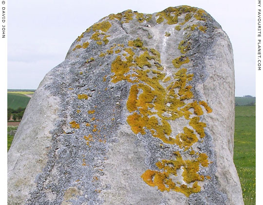 Lichen growing on a sarsen stone on West Kennet Avenue, Wiltshire at My Favourite Planet Lichen growing on a sarsen stone on West Kennet Avenue, Wiltshire at My Favourite Planet