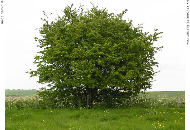 Lonesome tree on West Kennet Avenue, Wiltshire at My Favourite Planet