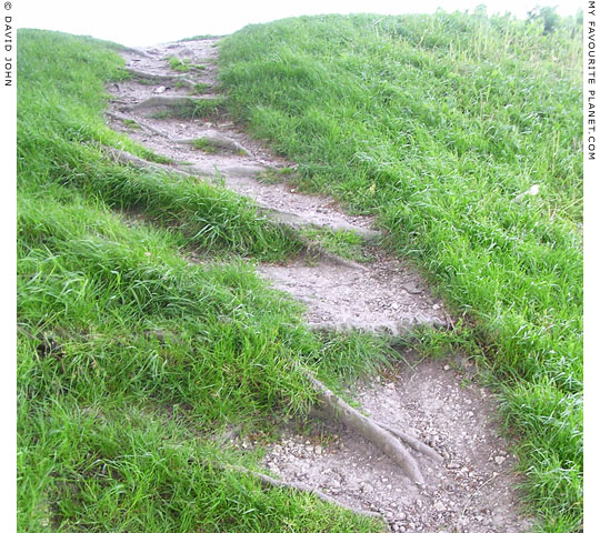 Sycamore roots form natural steps up the path over the bank surrounding Avebury Henge, Wiltshire at My Favourite Planet