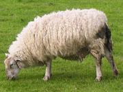 Sheep grazing in Avebury Henge, Wiltshire at My Favourite Planet