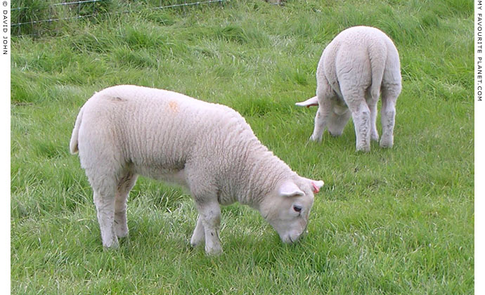 Sheep grazing in Avebury Henge, Wiltshire at My Favourite Planet Sheep grazing in Avebury Henge, Wiltshire at My Favourite Planet