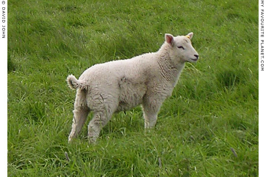 Avebury lamb chop at My Favourite Planet