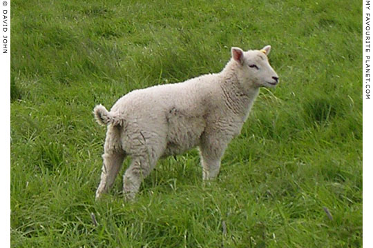 Avebury lamb chop at My Favourite Planet Avebury lamb chop at My Favourite Planet