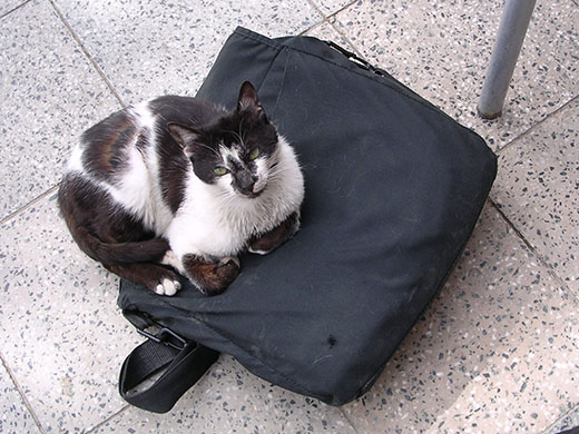 The cat is out of the bag in Ephesus, Turkey at My Favourite Planet The cat is out of the bag in Ephesus, Turkey at My Favourite Planet