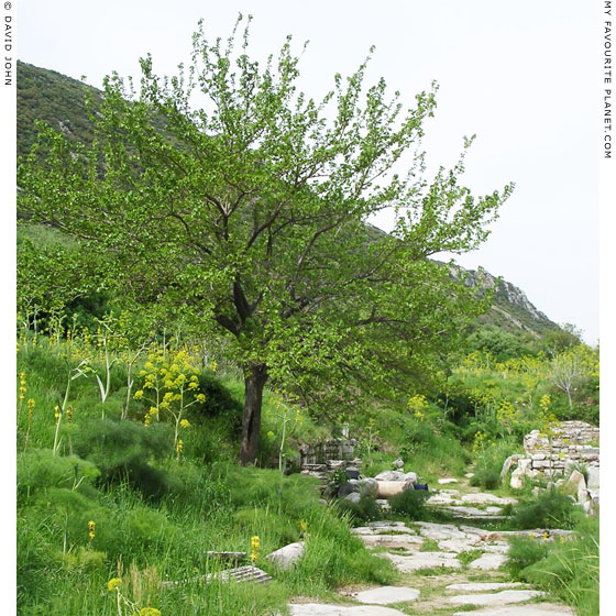 Tree in the Upper Agora, Ephesus, Turkey at My Favourite Planet Tree in the Upper Agora, Ephesus, Turkey at My Favourite Planet