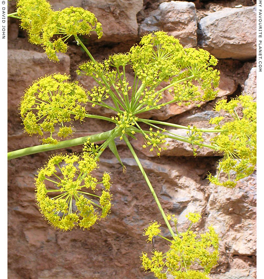 Wild spring flowers and Roman masonry on Kuretes Street, Ephesus at My Favourite Planet