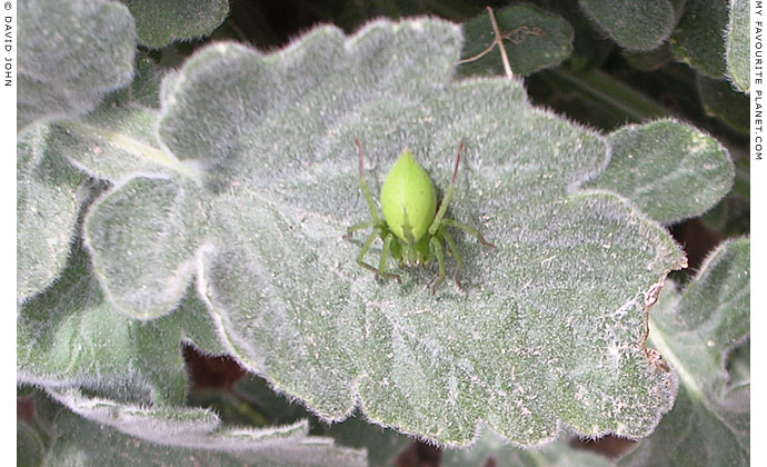 Ephesian spider sunbathing, Ephesus at My Favourite Planet