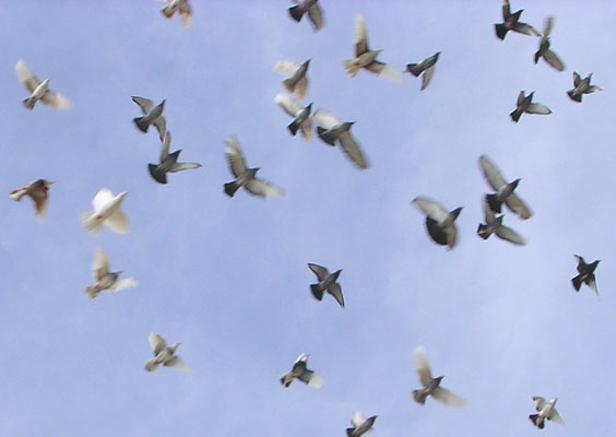Doves and pigeons flying over Guvercin Ada (Pigeon Island), Kusadasi, Turkey at My Favourite Planet