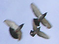 island pigeons, Kusadasi, Turkey at My Favourite Planet