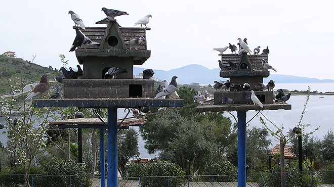 Doves and pigeons on Guvercin Ada (Pigeon Island), Kusadasi, Turkey at My Favourite Planet