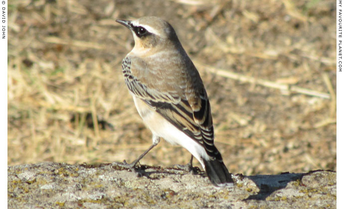 A bird in the Asklepieion, Pergamon at My Favourite Planet