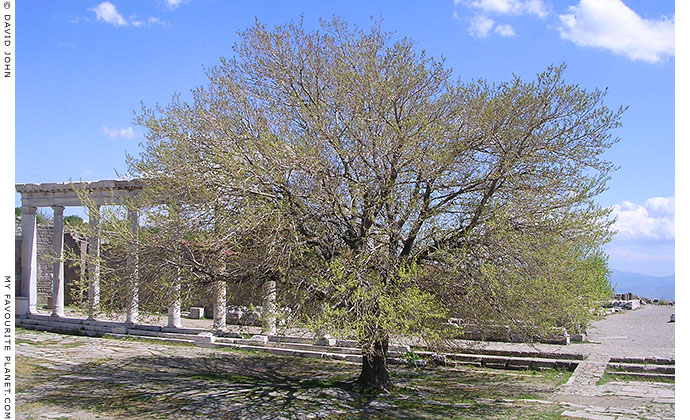 A tree in the Trajaneum of the Pergamon Acropolis, Turkey at My Favourite Planet