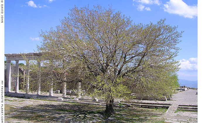 A tree in the Trajaneum of the Pergamon Acropolis, Turkey at My Favourite Planet A tree in the Trajaneum of the Pergamon Acropolis, Turkey at My Favourite Planet