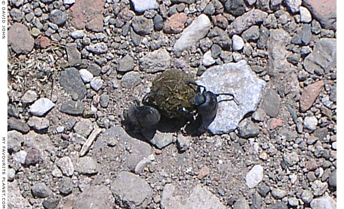 Dung beetles on the Pergamon Acropolis, Turkey at My Favourite Planet