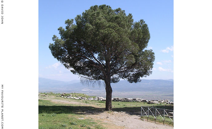 A pine tree at the site of the Altar of Zeus on the Pergamon Acropolis, Turkey at My Favourite Planet