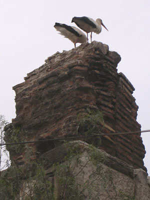 Storks on ruins of the Byzantine aqueduct in Selcuk, Turkey at My Favourite Planet