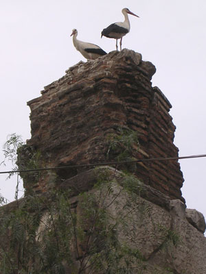 Stork couple in their nest on ruins of the Byzantine aqueduct in Selcuk, Turkey at My Favourite Planet