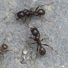 ants on holiday by David John