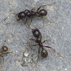 ants on holiday by David John ants on holiday by David John