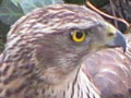 Spitting feathers at The Cheshire Cat Blog Spitting feathers at The Cheshire Cat Blog
